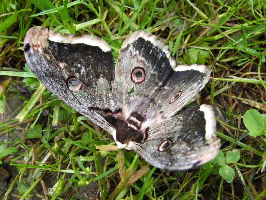 Saturnia pyri - nagy pávaszem