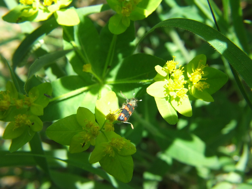Trichodes favarius - hatfoltos méhészbogár