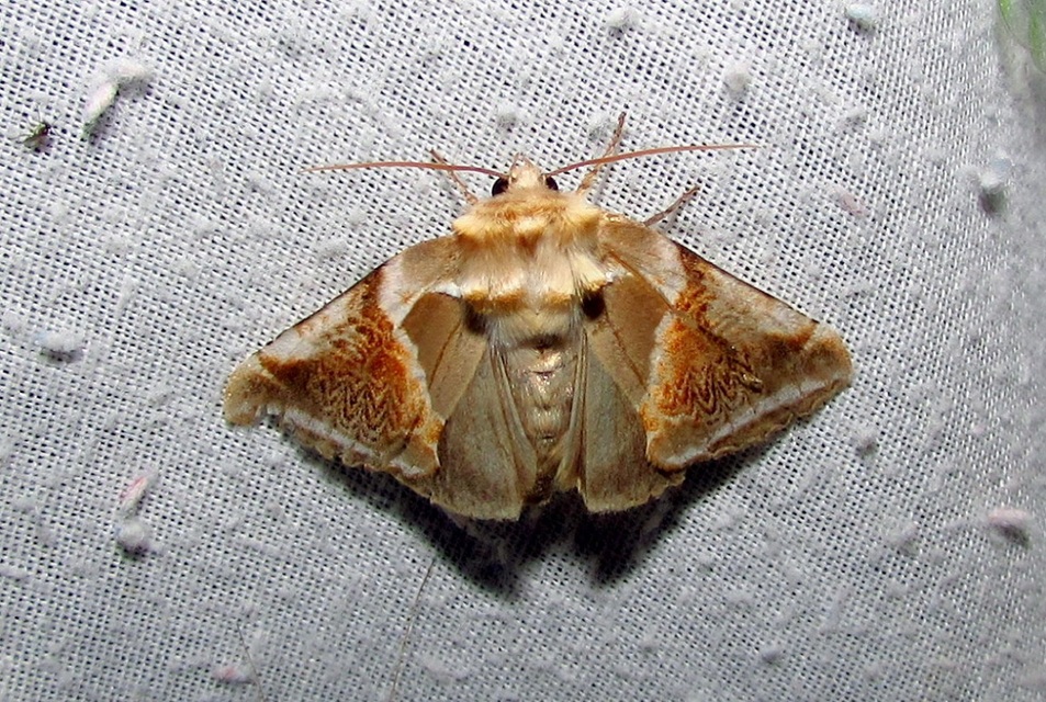 Habrosyne pyritoides - fehérsávos pihésszövő
