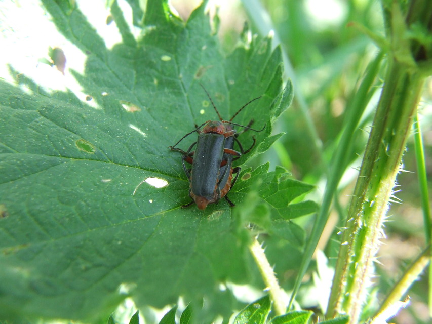 Cantharis rustica - suszterbogár