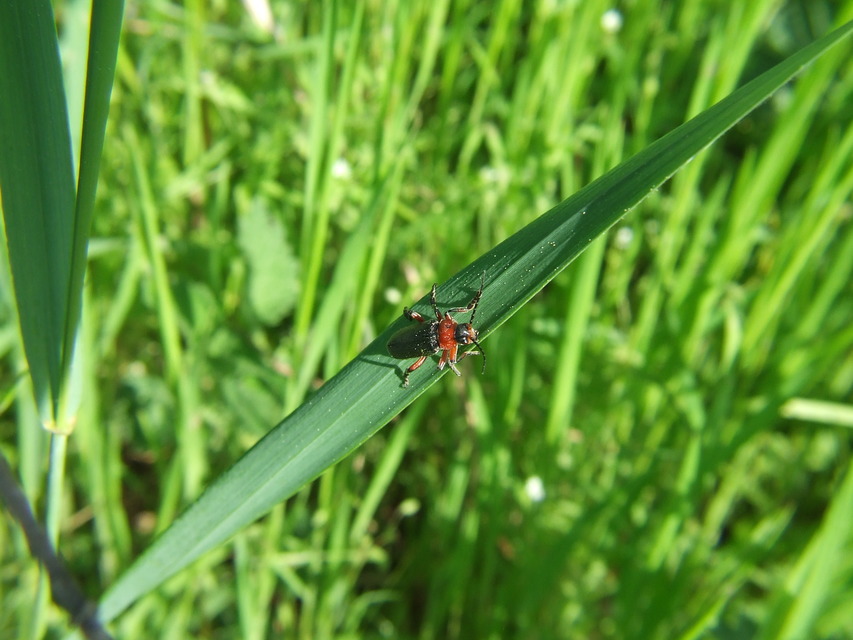 Cantharis rustica - suszterbogár
