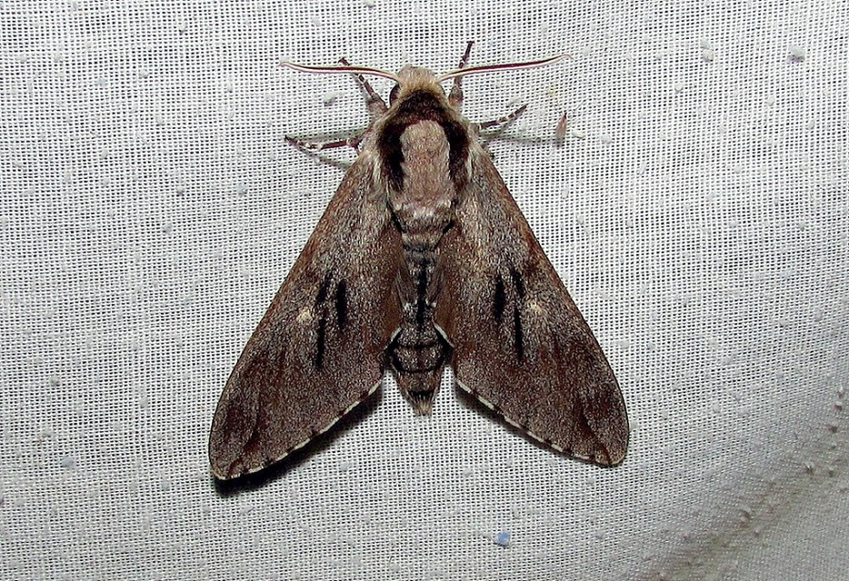 Hyloicus pinastri - fenyőszender