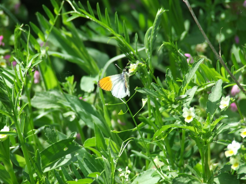 Anthocharis cardamines - hajnalpírlepke