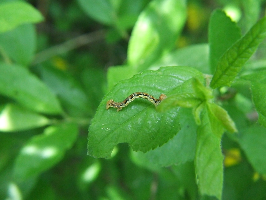 Erannis defoliaria - nagy téliaraszoló