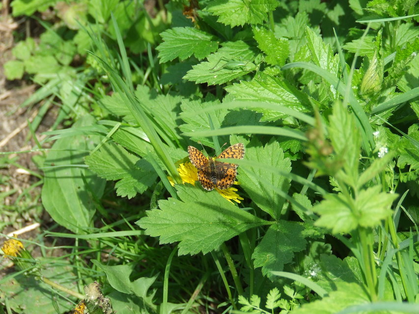 Boloria dia - kis gyöngyházlepke
