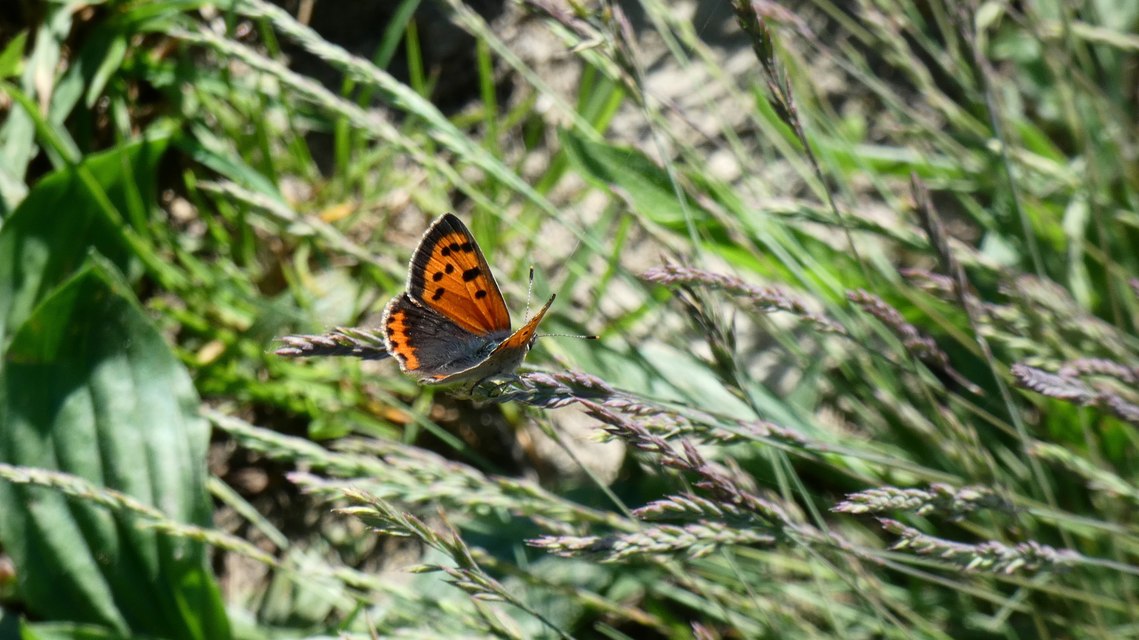 Lycaena phlaeas - közönséges tűzlepke