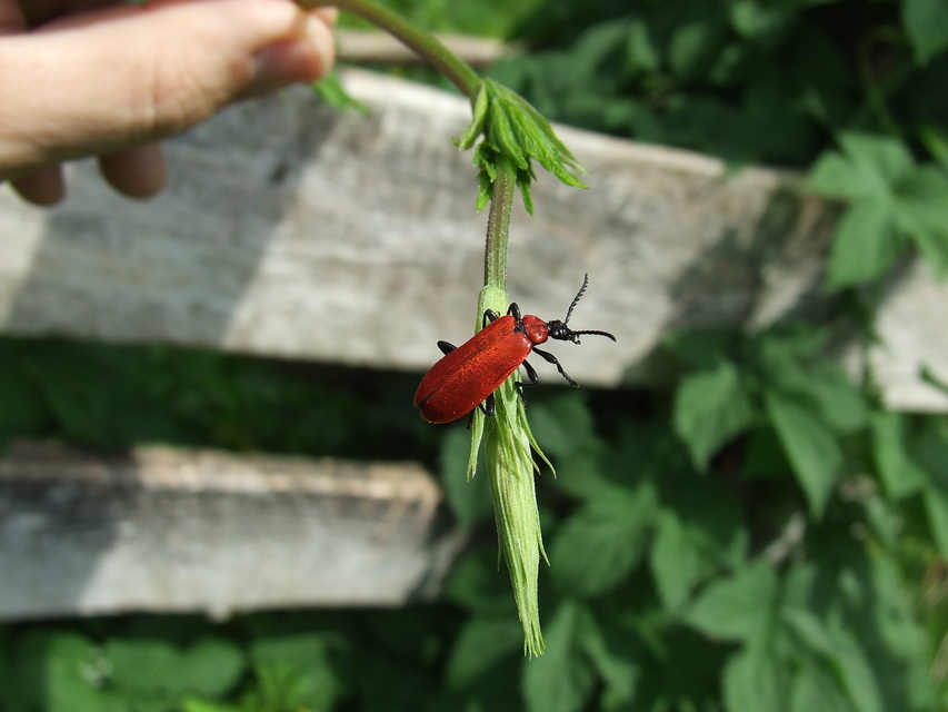 Pyrochroa coccinea - nagy bíborbogár