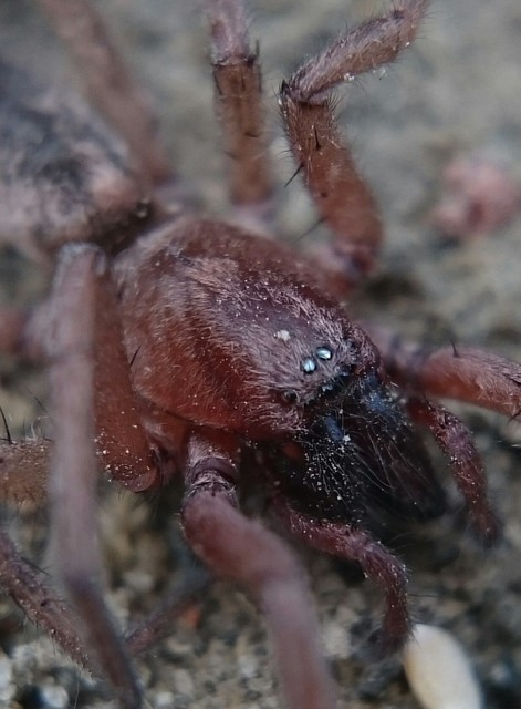 Drassodes lapidosus - barna kövipók