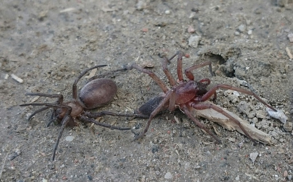 Drassodes lapidosus - barna kövipók