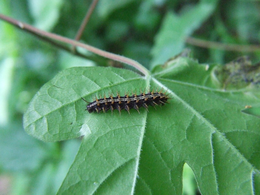 Argynnis paphia - nagy gyöngyházlepke