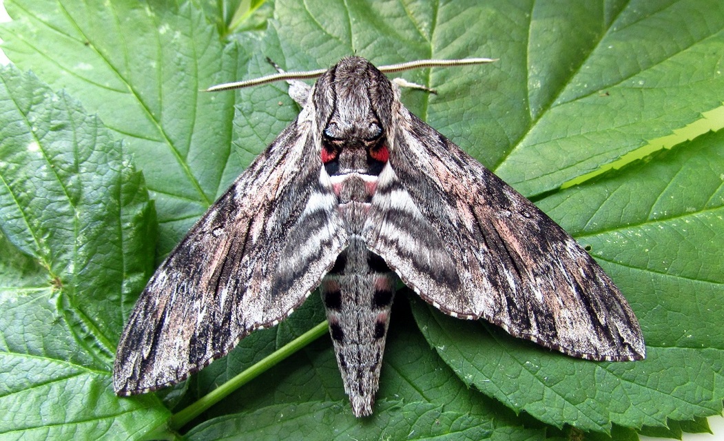 Agrius convolvuli - szulákszender