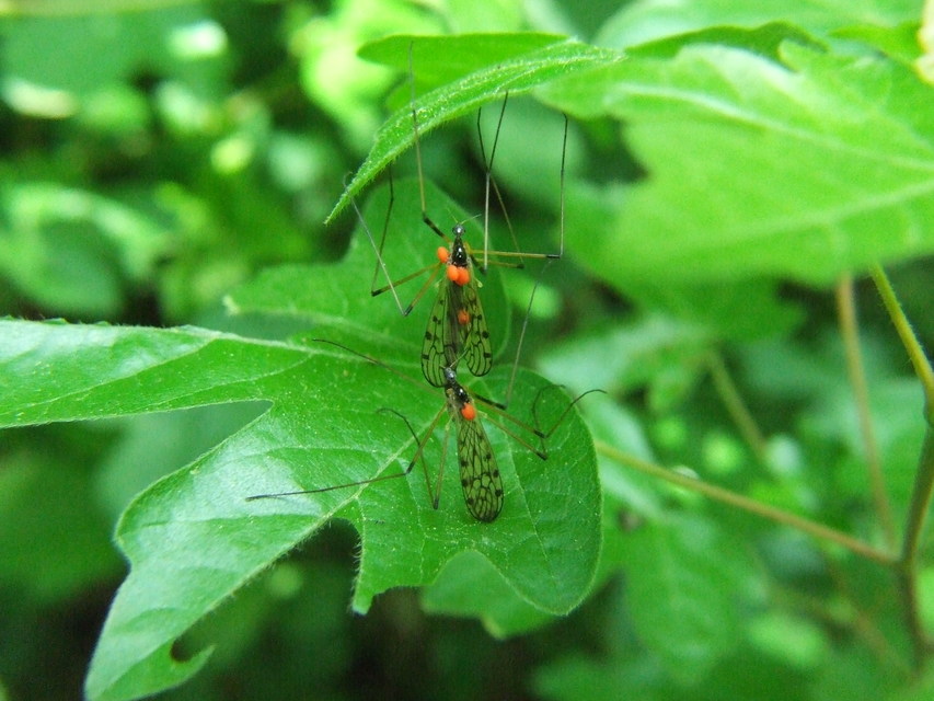 Limoniidae - iszapszúnyogok