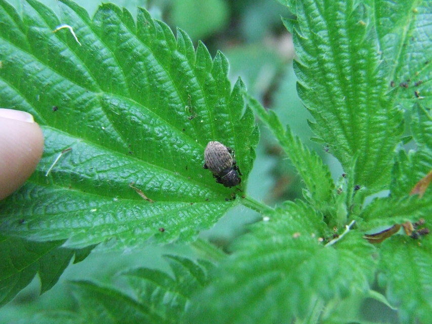 Otiorhynchus raucus - molyhos gyalogormányos