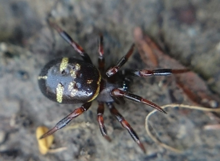 Asagena phalerata