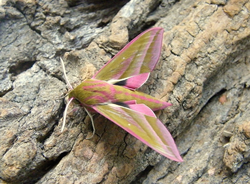 Deilephila elpenor - szőlőszender
