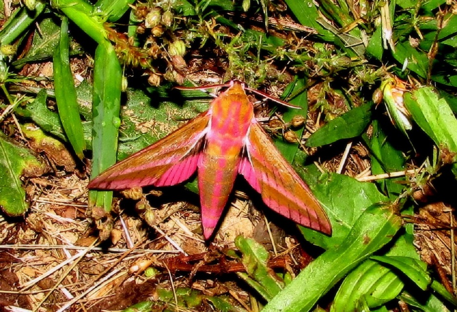 Deilephila elpenor - szőlőszender