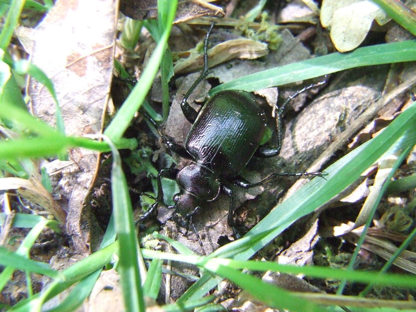 Calosoma inquisitor - kis bábrabló