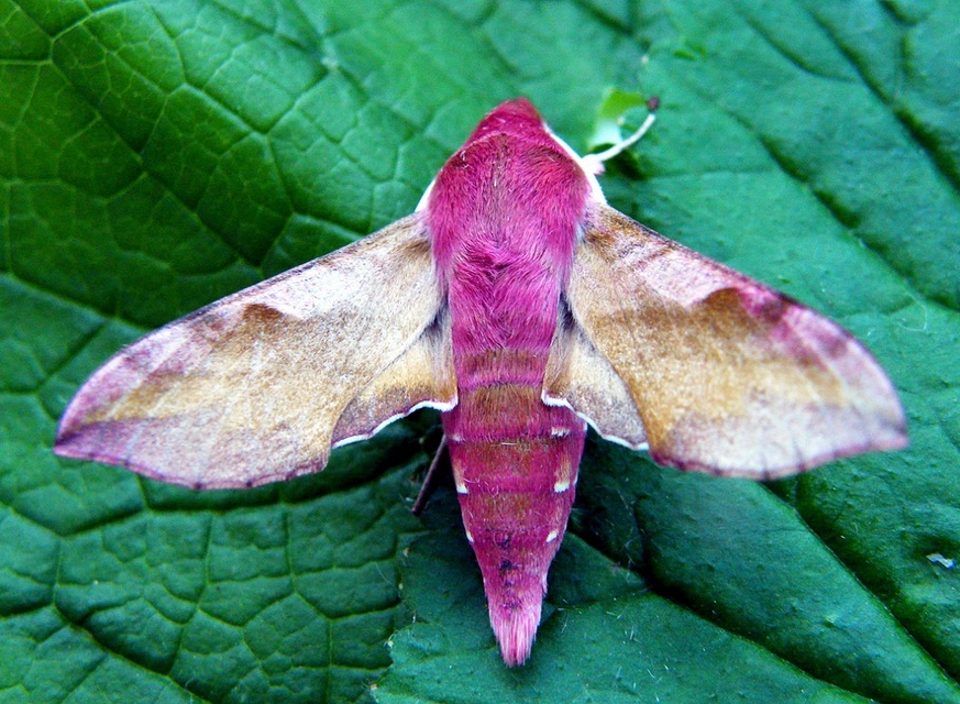 Deilephila porcellus - piros szender