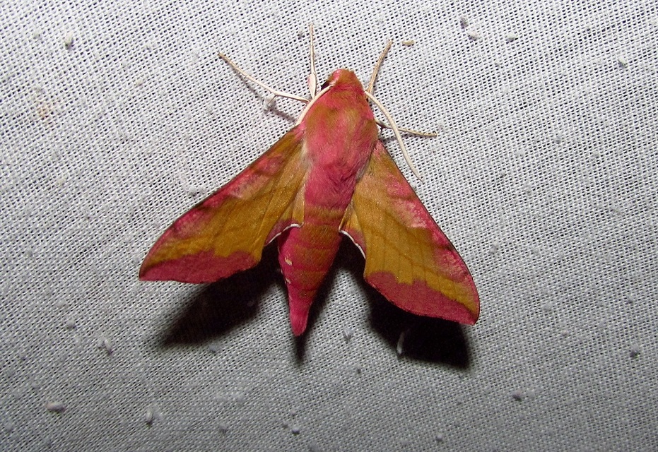 Deilephila porcellus - piros szender