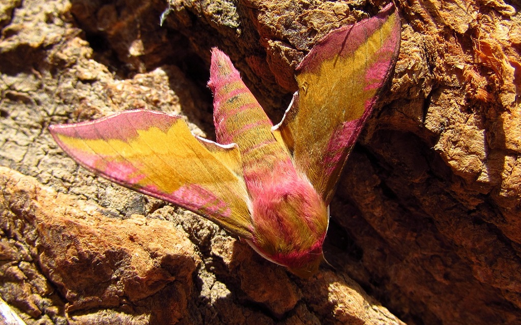 Deilephila porcellus - piros szender