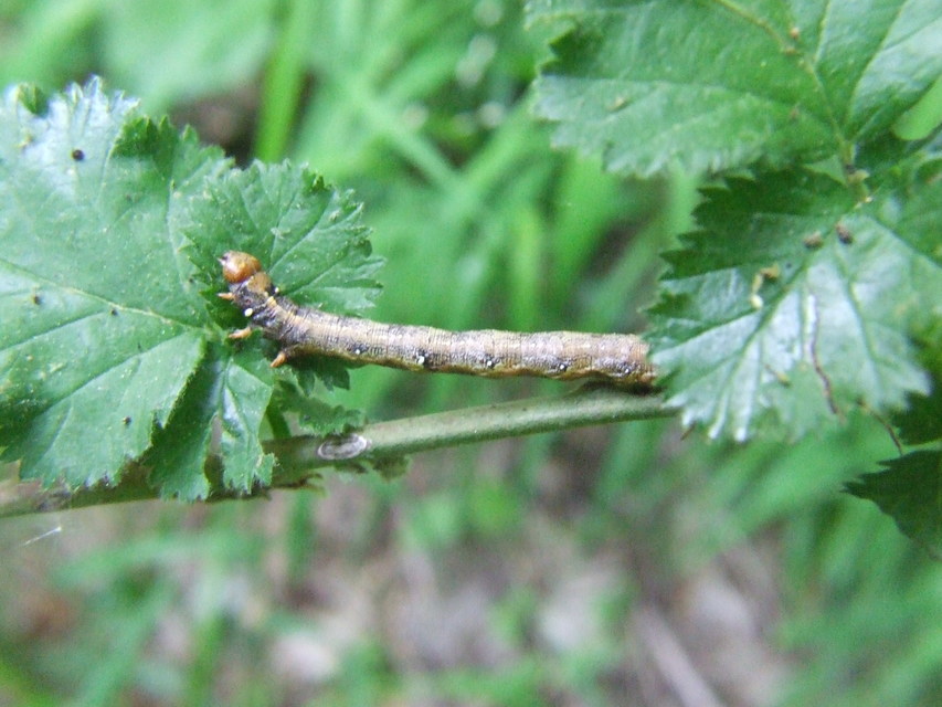 Agriopis aurantiaria - aranysárga téliaraszoló