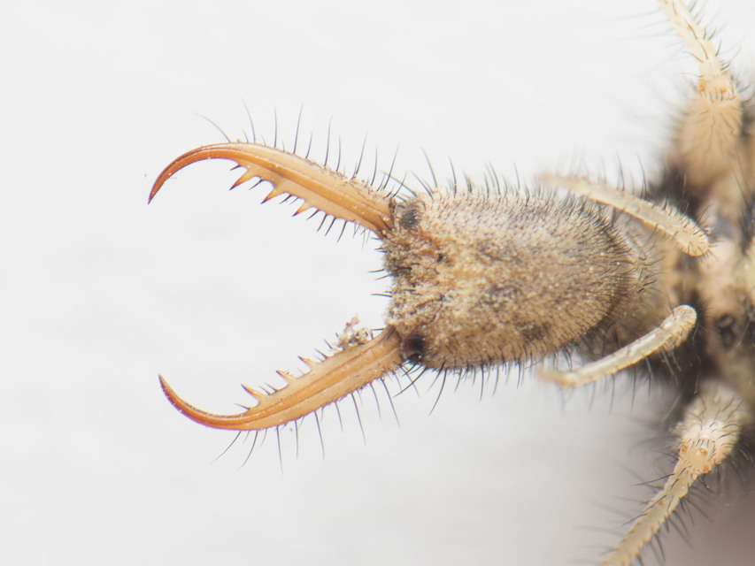 Myrmeleon formicarius - erdei hangyaleső Myrmeleon formicarius - erdei hangyaleső