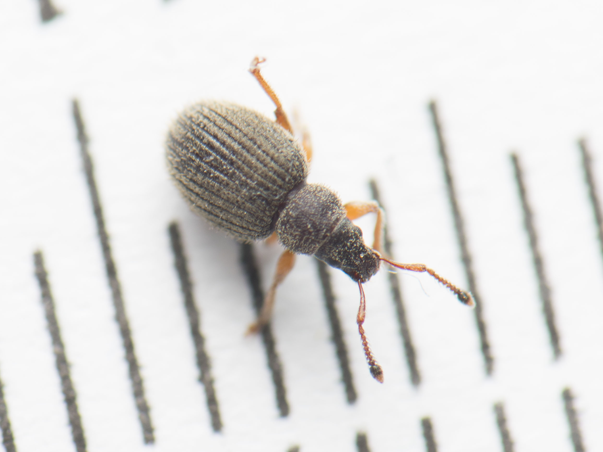 Brachysomus setiger - vastagcsápú gyepormányos