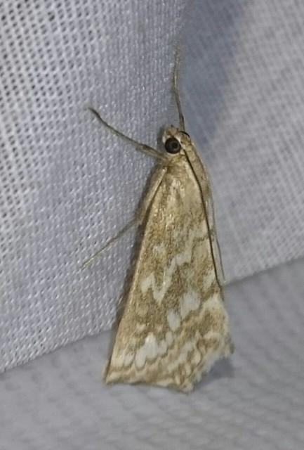 Evergestis frumentalis - tavaszi dudvamoly