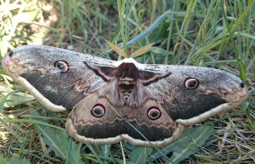 Saturnia pyri - nagy pávaszem