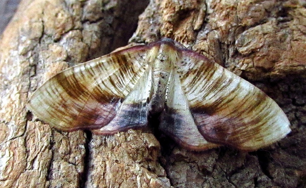 Plagodis dolabraria - baltaszárnyú araszoló