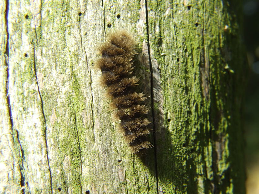 Amata phegea - fehérpettyes álcsüngőlepke