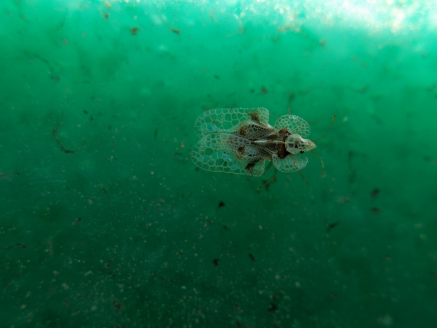 Corythucha arcuata - tölgy-csipkéspoloska