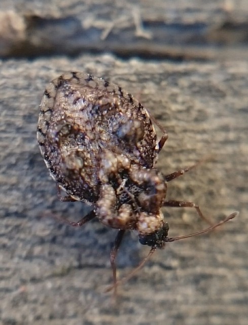 Dictyla rotundata