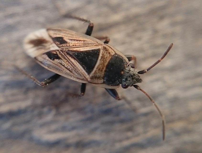 Xanthochilus quadratus - szegélyes díszesbodobács
