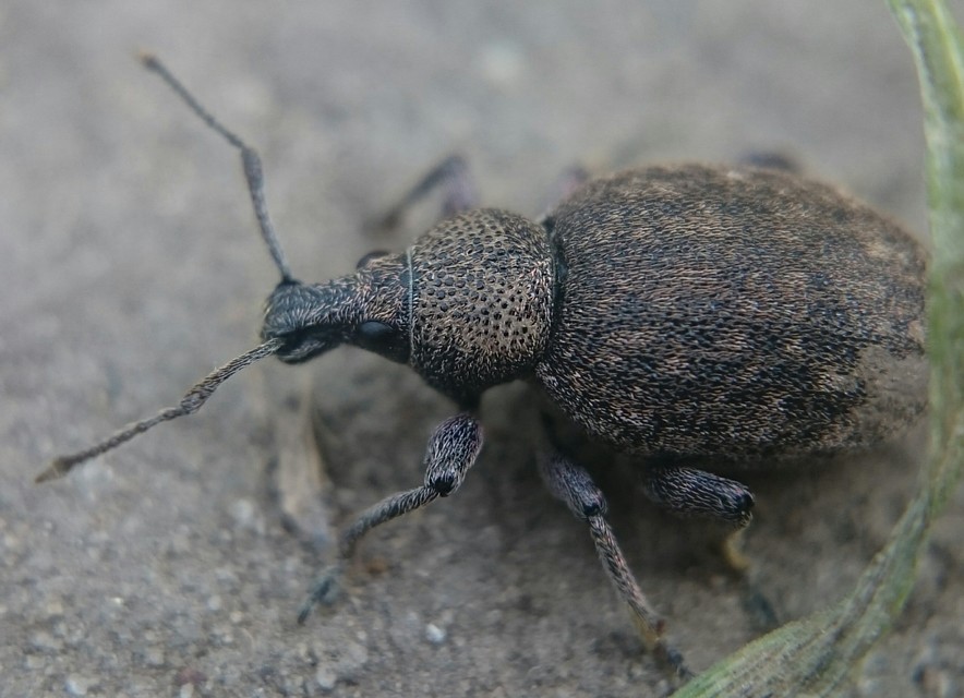 Otiorhynchus ligustici - vincellér-gyalogormányos