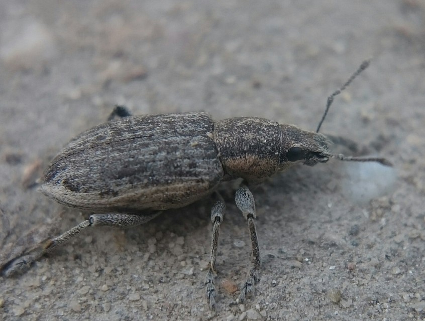 Tanymecus palliatus - közönséges hegyesfarúbarkó
