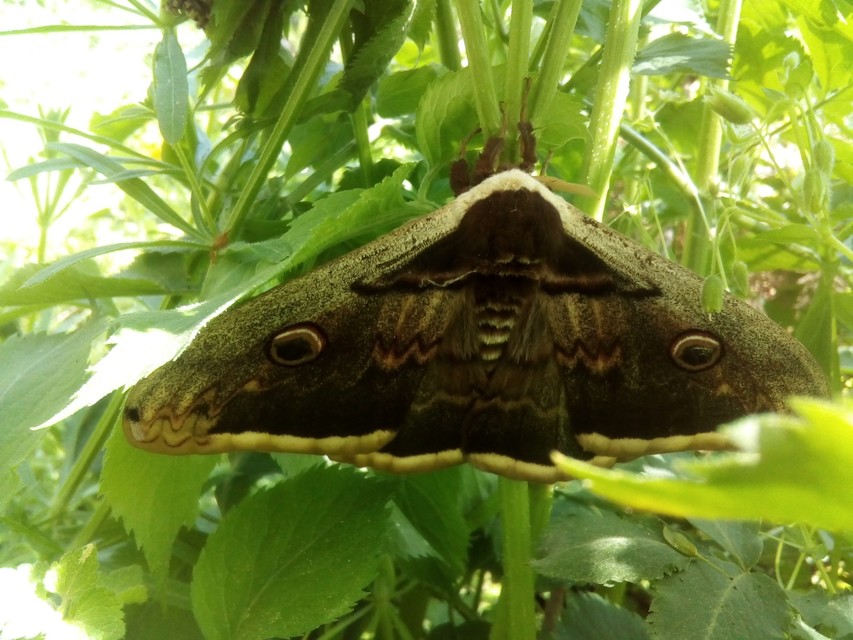 Saturnia pyri - nagy pávaszem