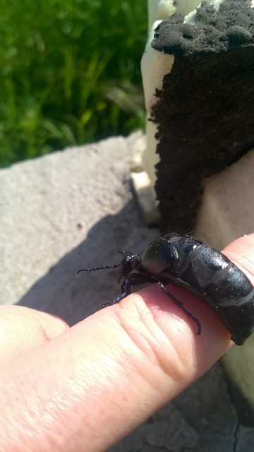 Meloe proscarabaeus - közönséges nünüke Meloe proscarabaeus - közönséges nünüke