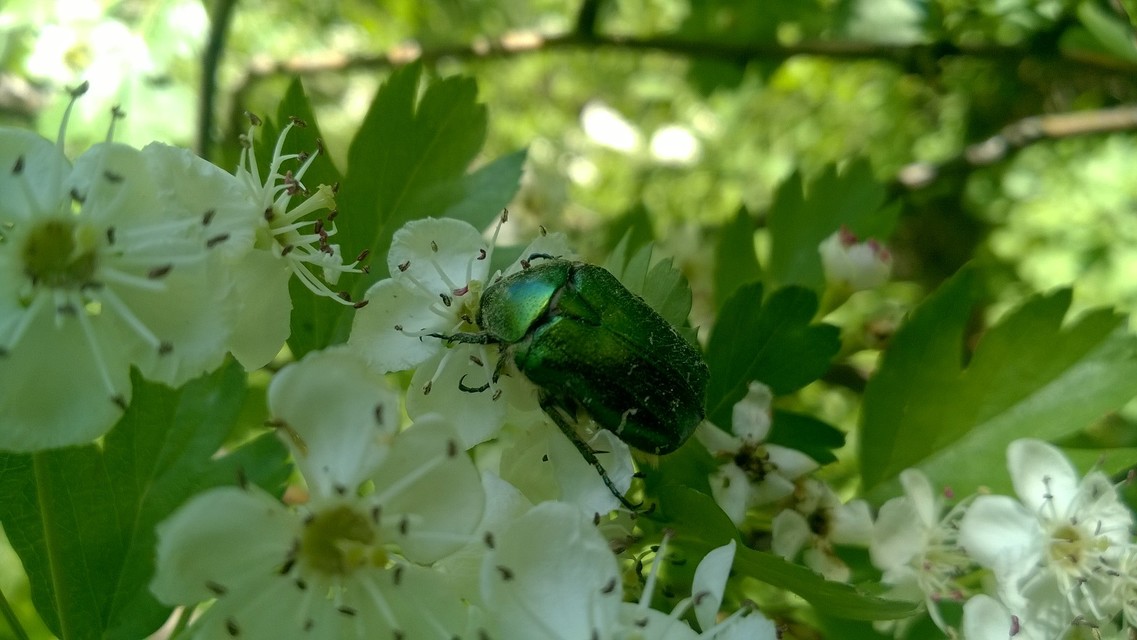 Cetonia aurata - aranyos virágbogár