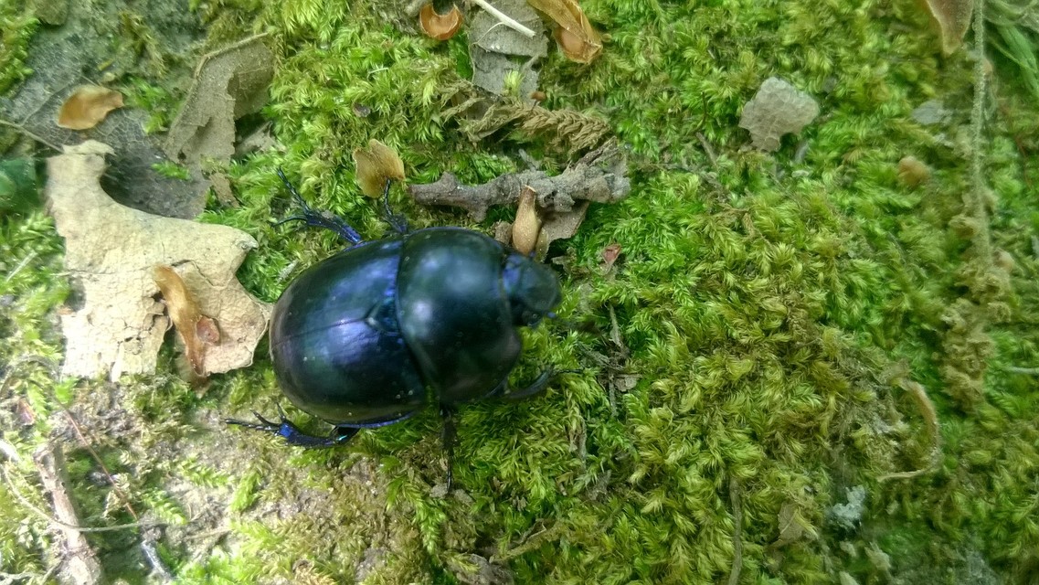 Trypocopris vernalis - tavaszi álganéjtúró