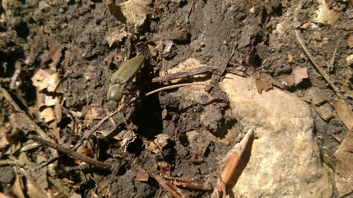 Agriotes pilosellus - erdei pattanó