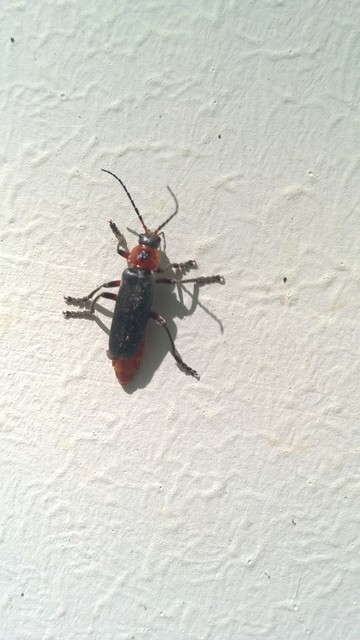 Cantharis rustica - suszterbogár