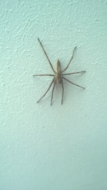 Pisaura mirabilis - csodáspók