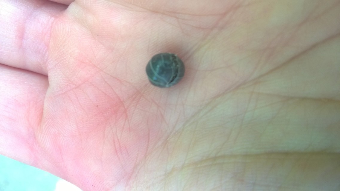Armadillidium vulgare - szürke gömbászka