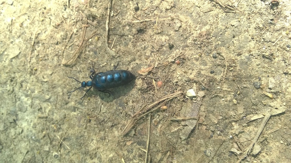 Meloe violaceus - kék nünüke