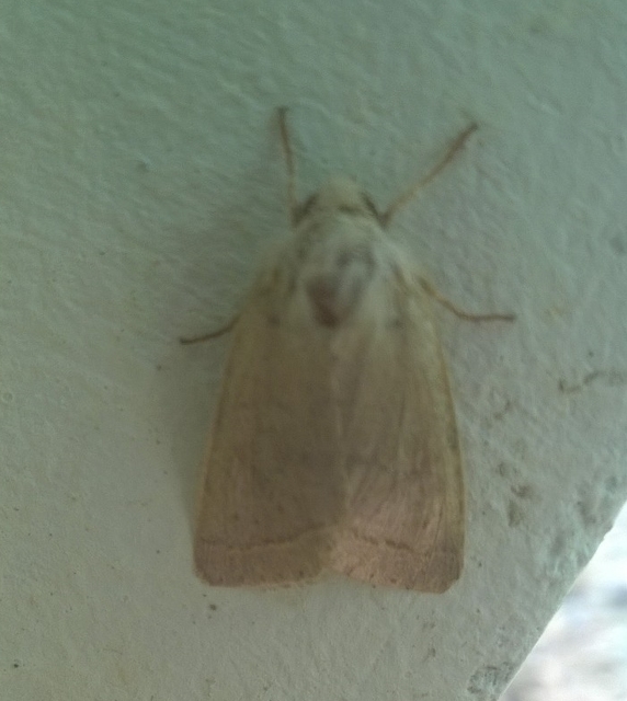 Orthosia cerasi - közepes barkabagoly
