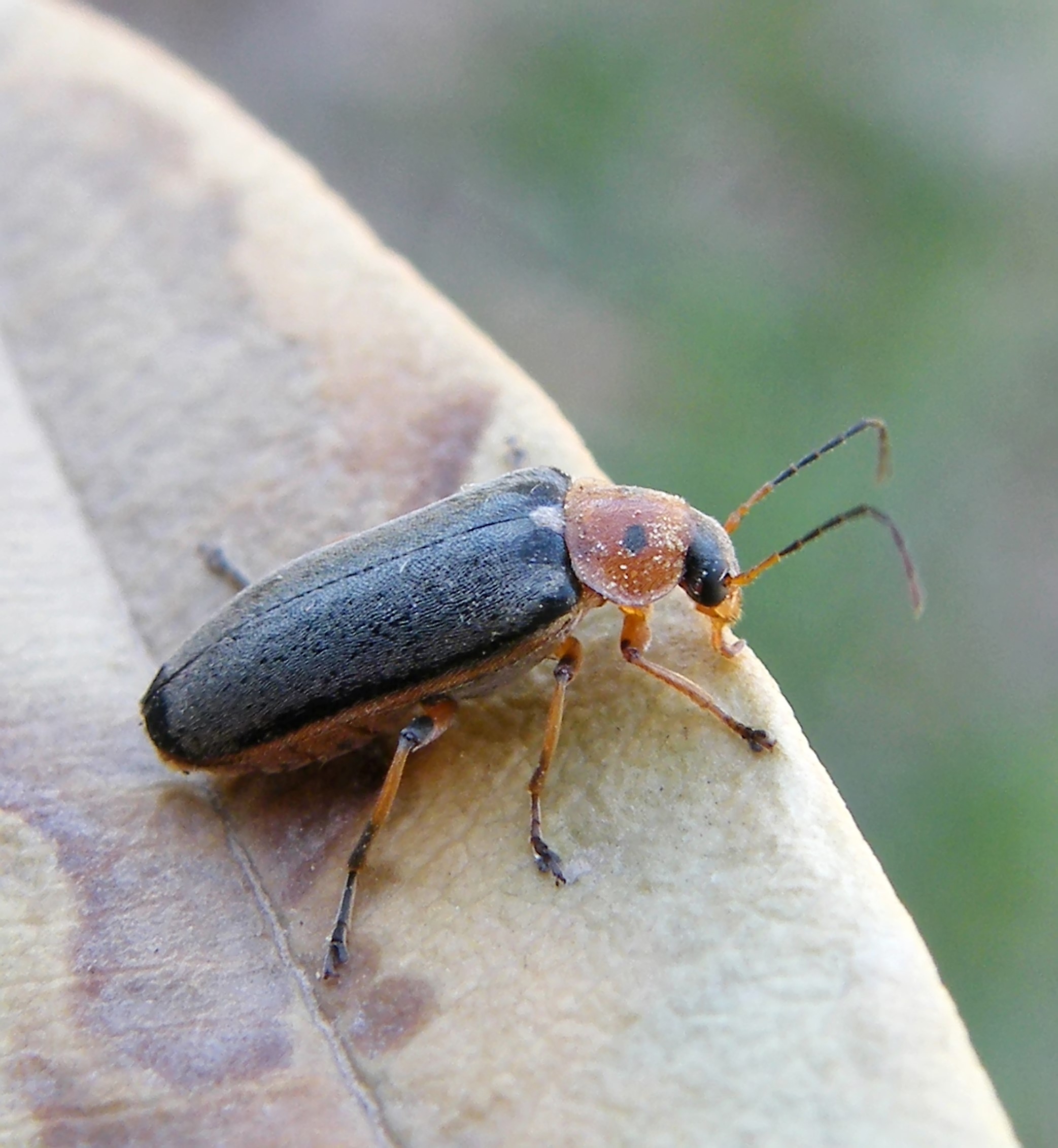 Osphya bipunctata - kétalakú komorka