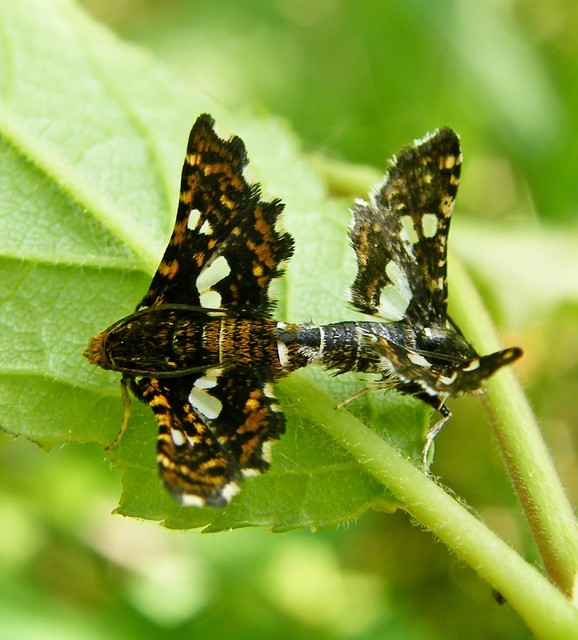 Thyris fenestrella - gyakori ablakosmoly