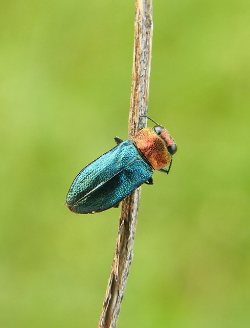 Anthaxia nitidula - ragyogó virágdíszbogár