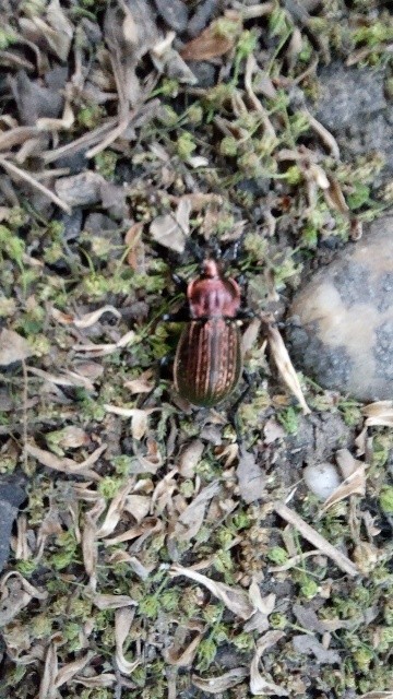 Carabus ulrichii - rezes futrinka